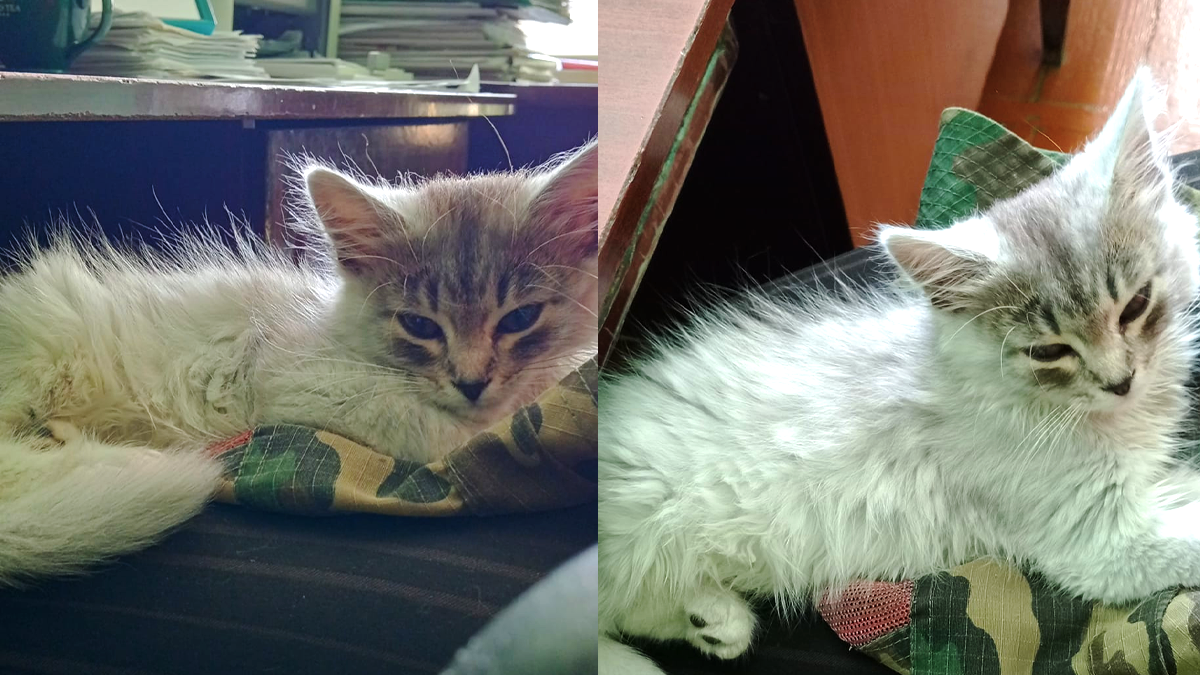 В пошуках нового дому: добірка пухнастиків 3