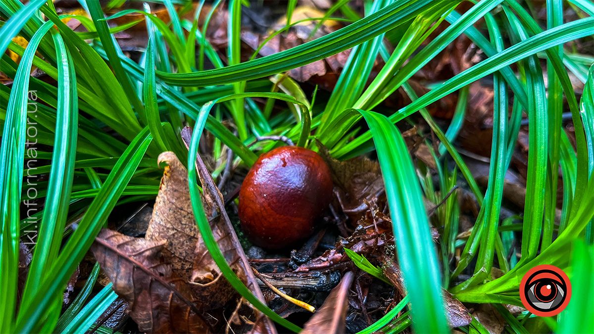Осінні пейзажі у коломийському парку ім. Трильовського | Фоторепортаж 10