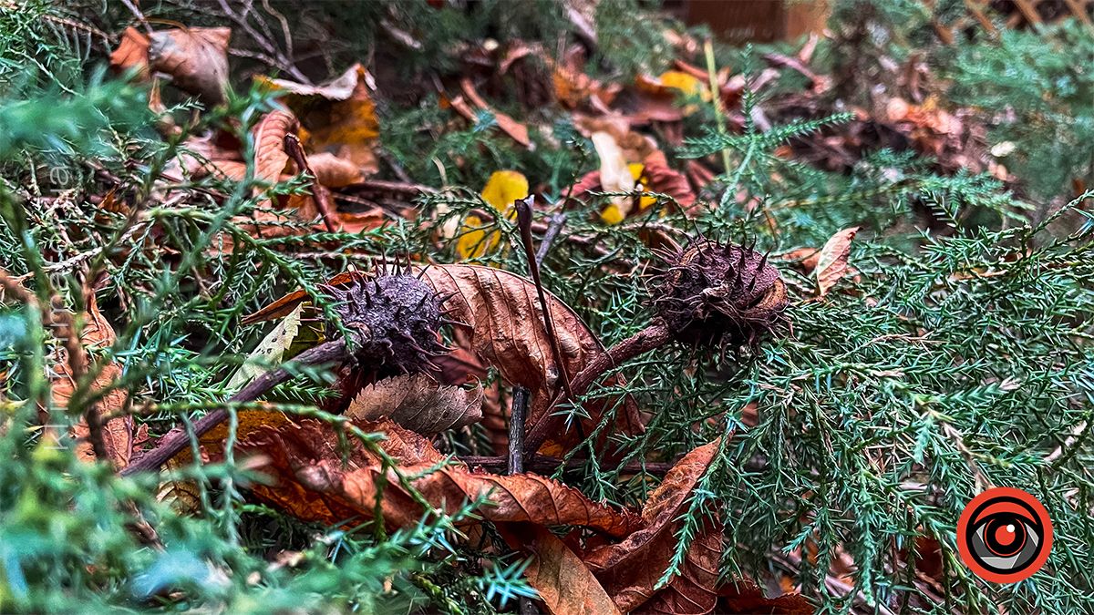 Осінні пейзажі у коломийському парку ім. Трильовського | Фоторепортаж 2