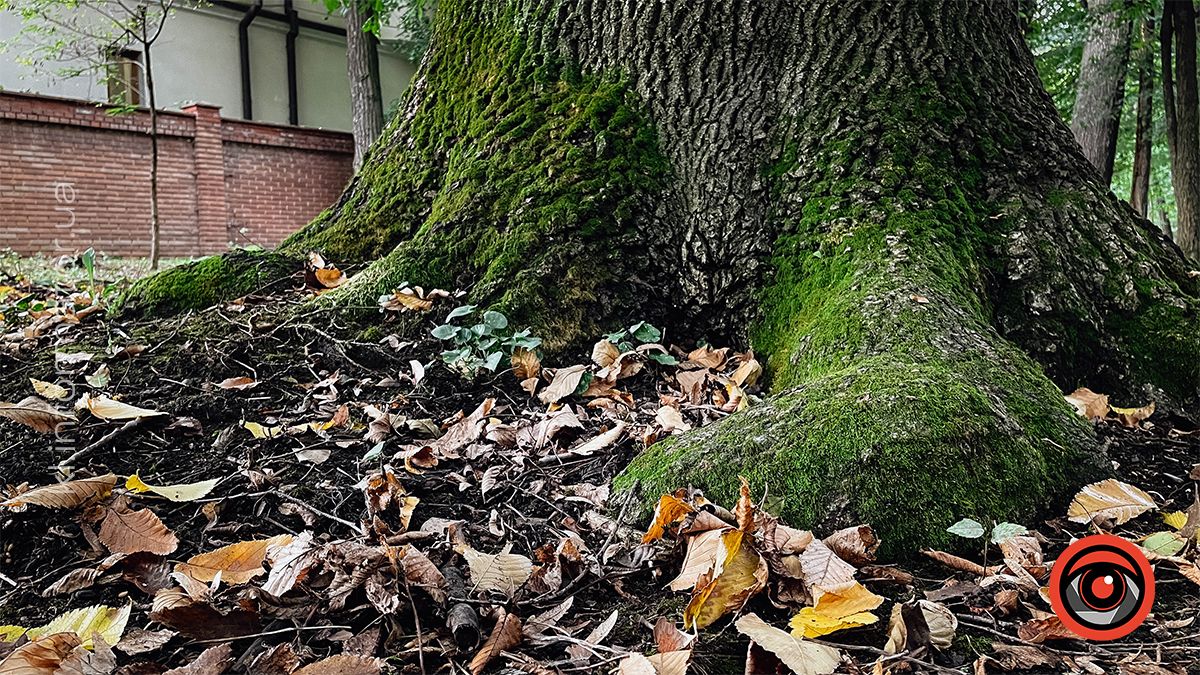 Осінні пейзажі у коломийському парку ім. Трильовського | Фоторепортаж 6