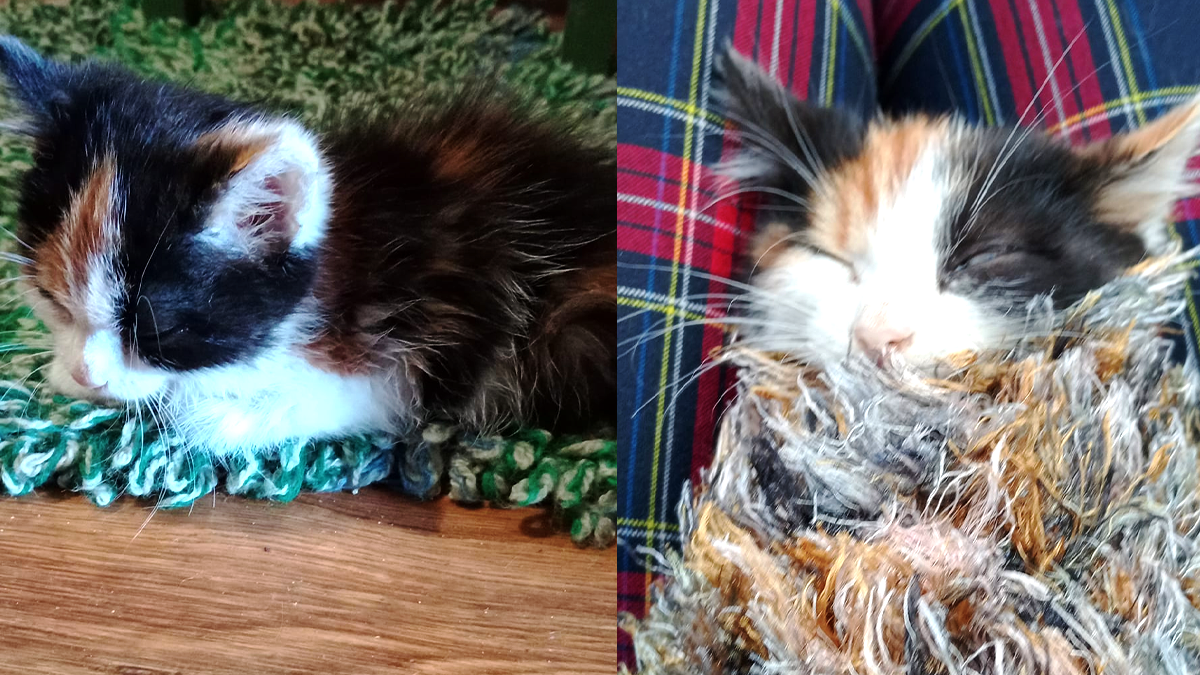 В пошуках нового дому: добірка пухнастиків 4