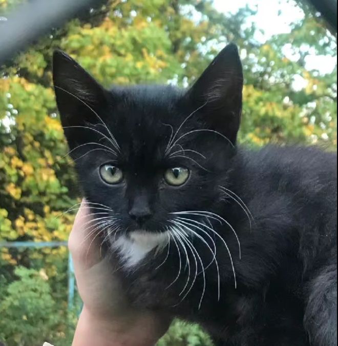 Які тваринки зараз без даху над головою: добірка пухнастиків Коломиї 1