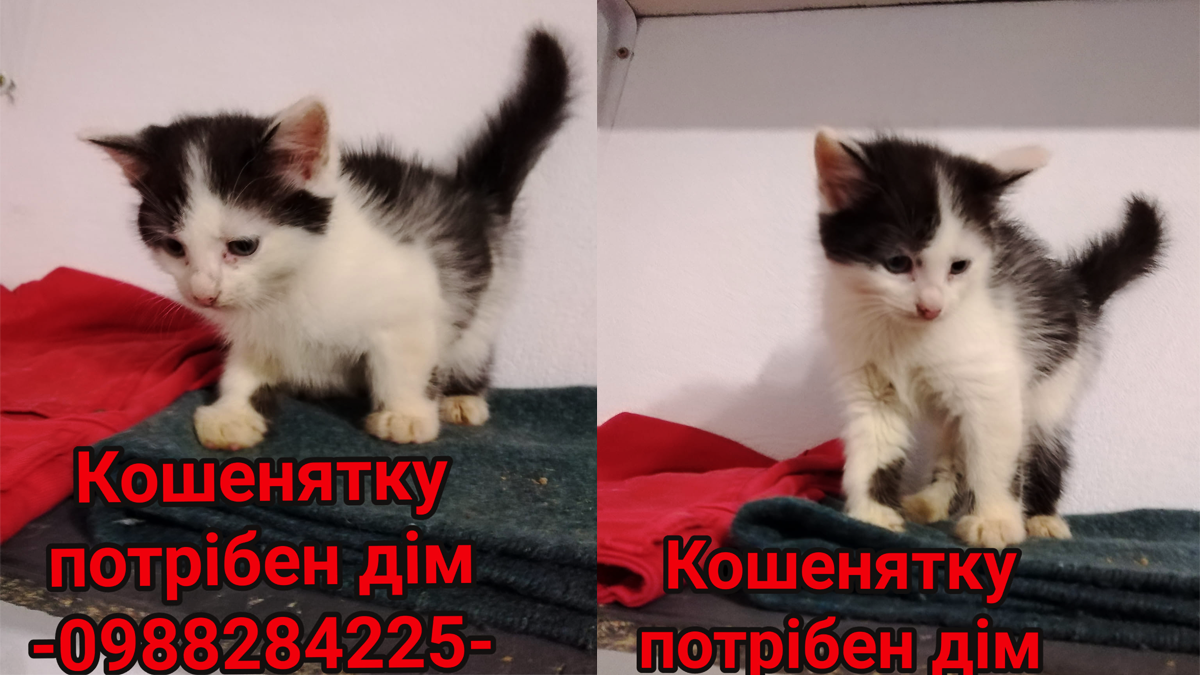 Пухнасті друзі в пошуках нової домівки у Коломиї 2