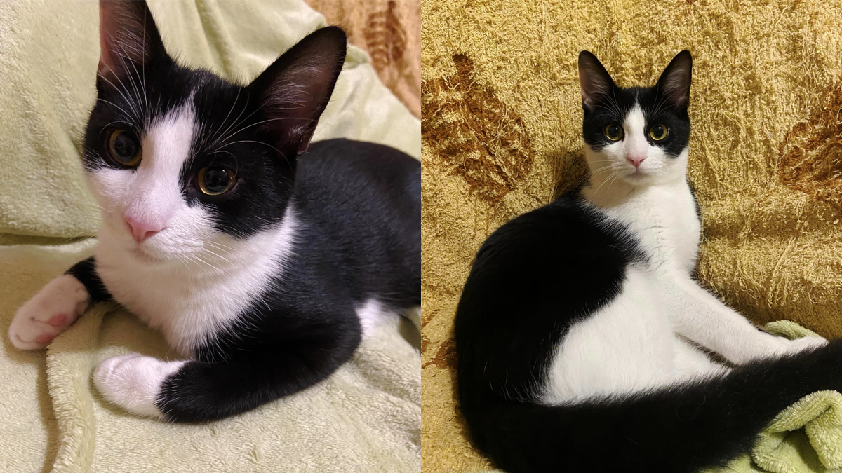 Пухнасті друзі в пошуках нової домівки у Коломиї 1