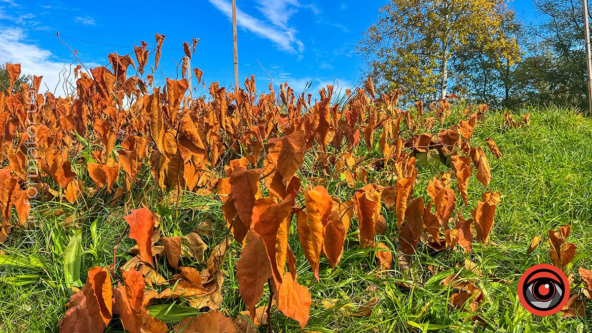 Коломийський Прут в обіймах сонця. Фоторепортаж 11