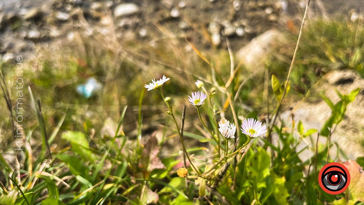 Коломийський Прут в обіймах сонця. Фоторепортаж 10