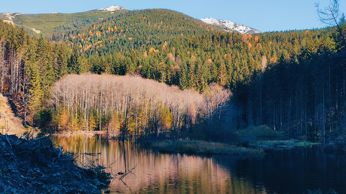 Через вирубку лісу в Карпатах затопило гірську долину