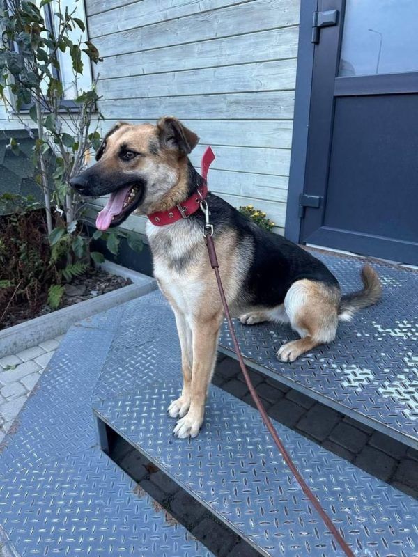 Пухнасті друзі в пошуках нової домівки у Коломиї 4