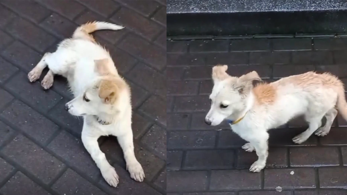 Пухнасті друзі в пошуках нової домівки у Коломиї 5