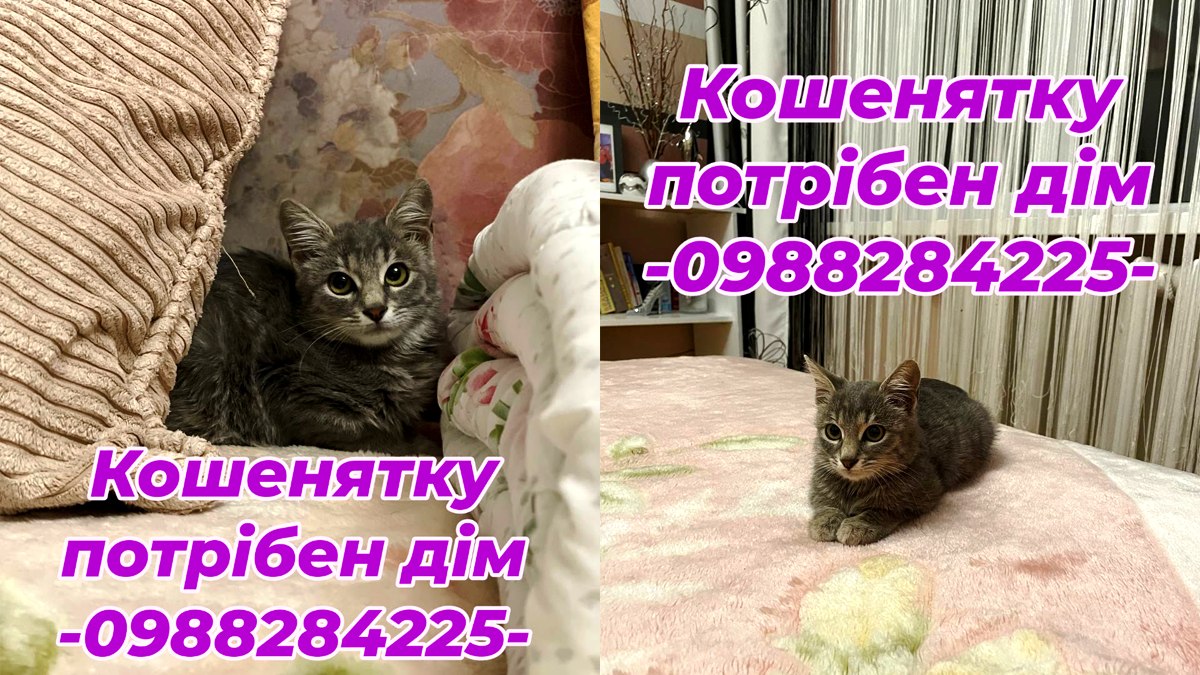 Добірка чотирилапих: які тваринки шукають нових господарів у Коломиї 4