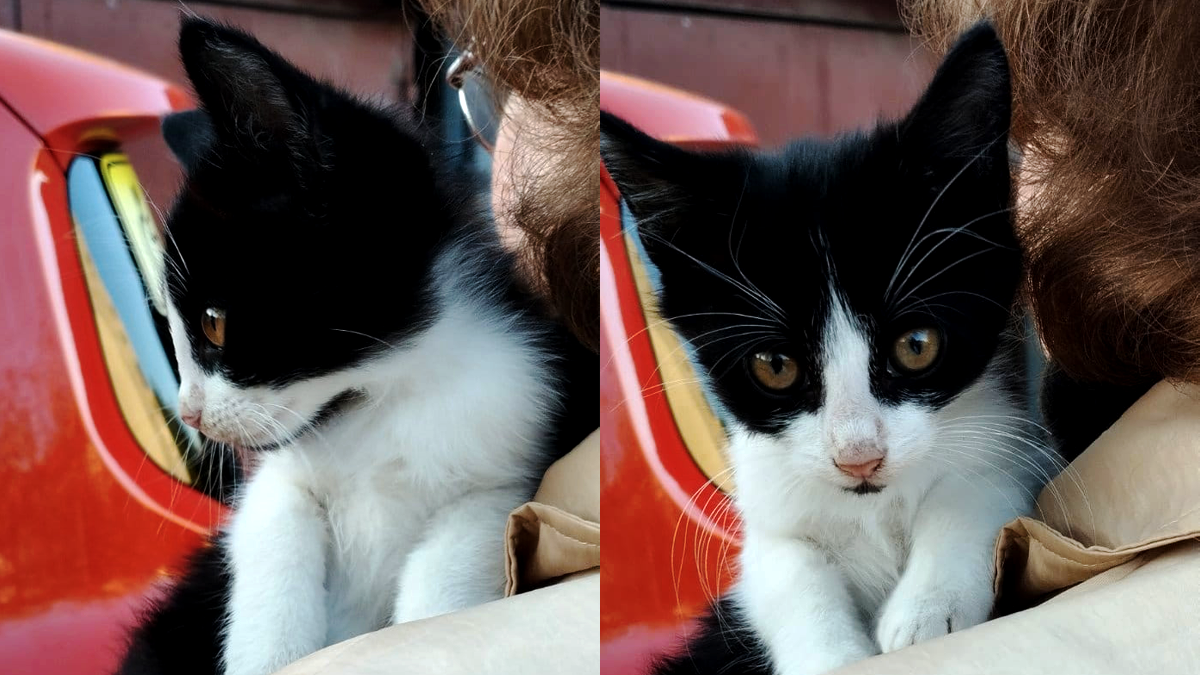 Добірка чотирилапих: які тваринки шукають нових господарів у Коломиї 6