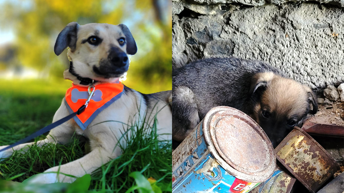 Добірка чотирилапих: які тваринки шукають нових господарів у Коломиї 3