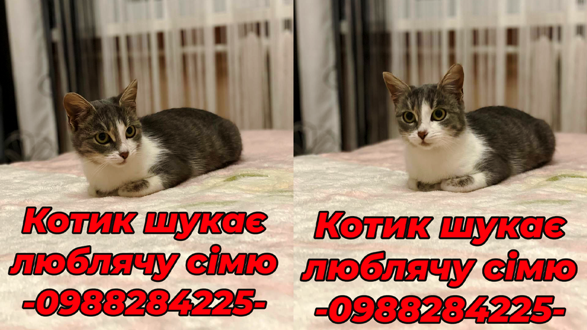 Добірка чотирилапих: які тваринки шукають нових господарів у Коломиї 2