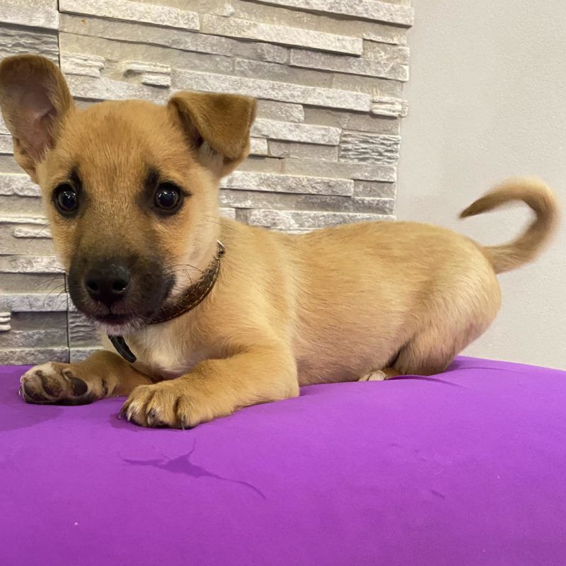 Чимало пухнастиків шукають новий дім у Коломиї 3