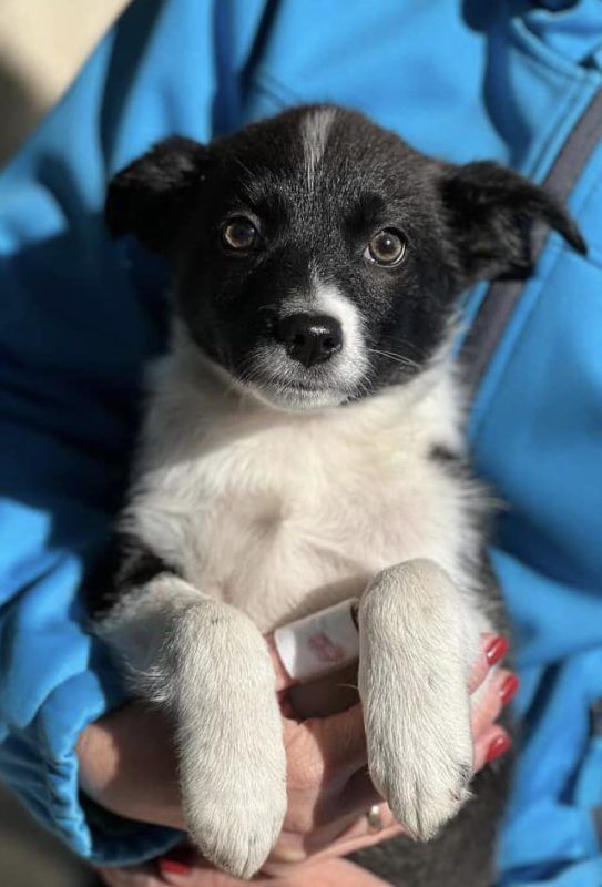 Коломийські чотирилапі шукають нових господарів 4