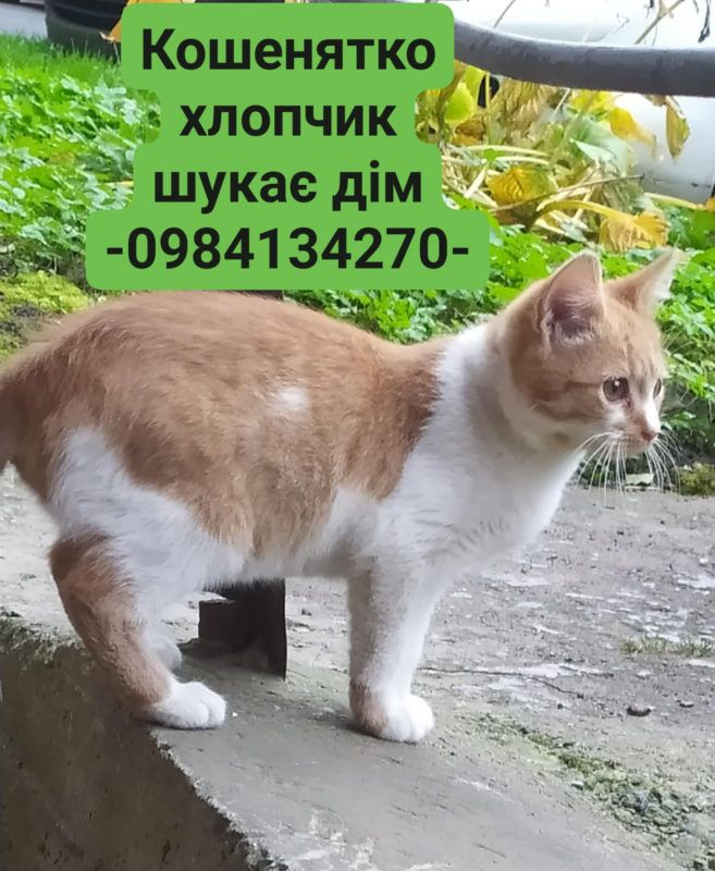 Коломийські чотирилапі шукають нових господарів 1