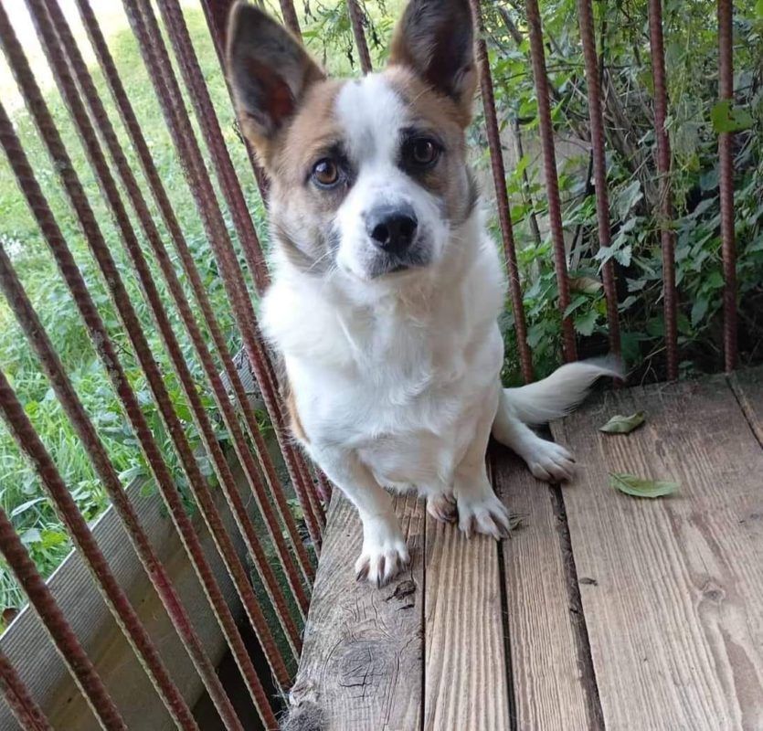 Коломийські чотирилапі шукають нових господарів 2