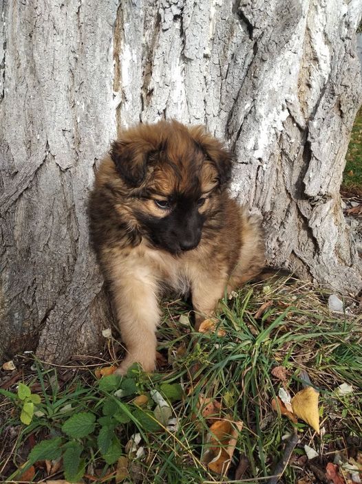 Коломийські чотирилапі шукають нових господарів 6