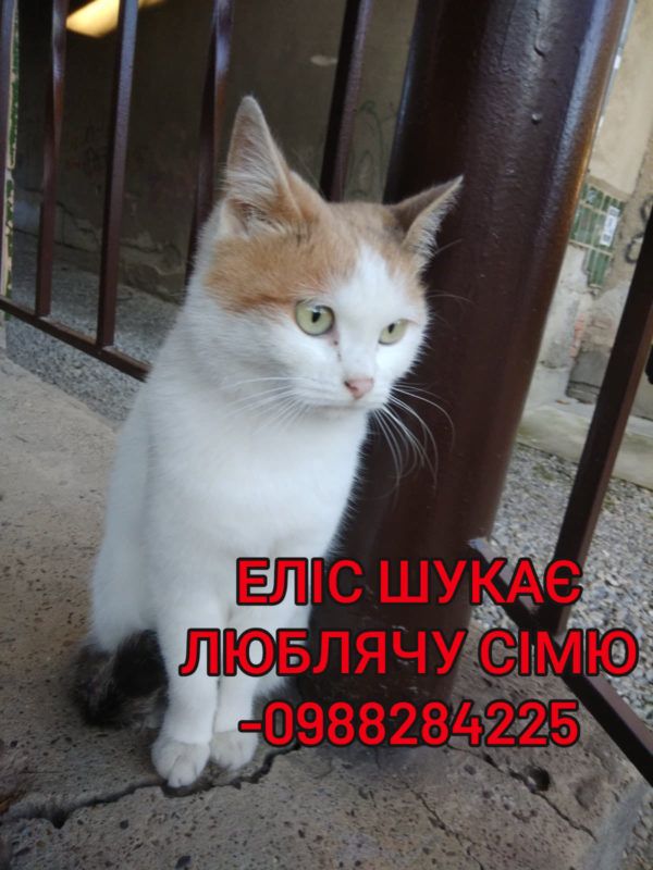 Коломийські чотирилапі шукають нових господарів 3