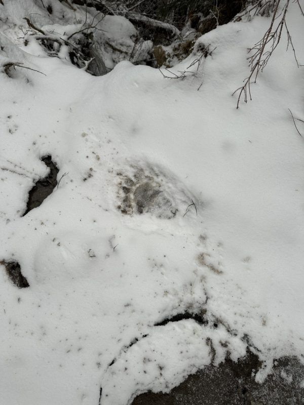 Незаконна "мандрівка" до Румунії: прикордонники затримали трьох прикарпатців 1