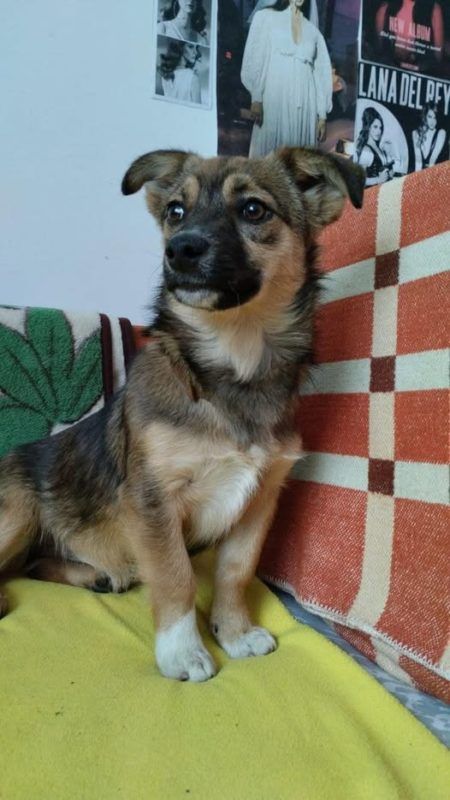 Чотирилапі з Коломиї шукають теплу домівку 1