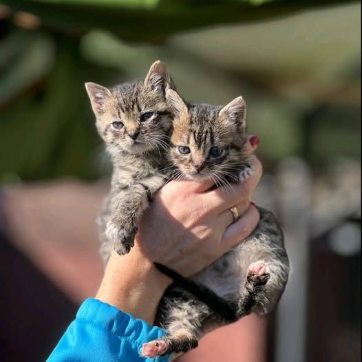 Чотирилапі з Коломиї шукають теплу домівку 5