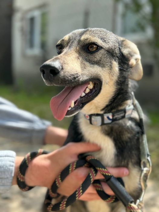 Чотирилапі з Коломиї шукають теплу домівку 6