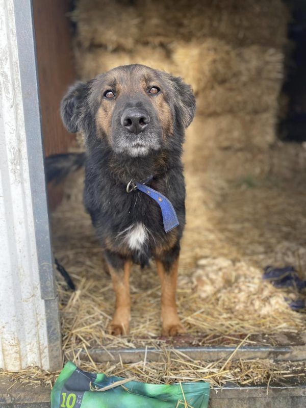 Чотирилапі з Коломиї шукають теплу домівку 4