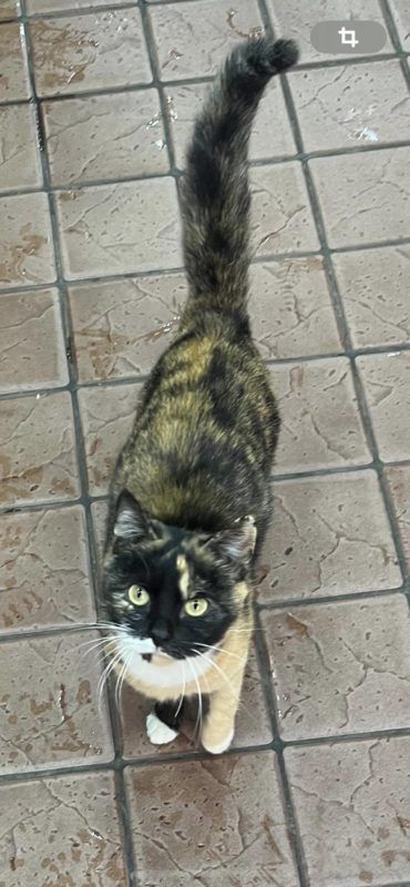 Чотирилапі з Коломиї шукають теплу домівку 3