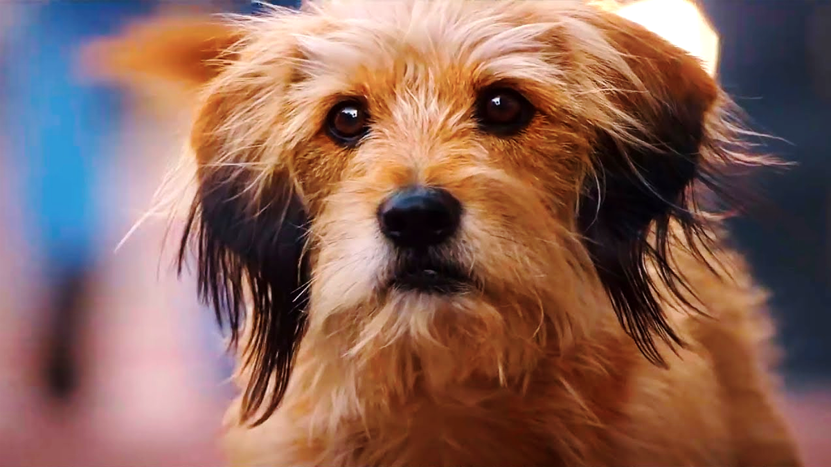 Фільми, що зігрівають душу: пригоди чотирилапих у кінематографі 2