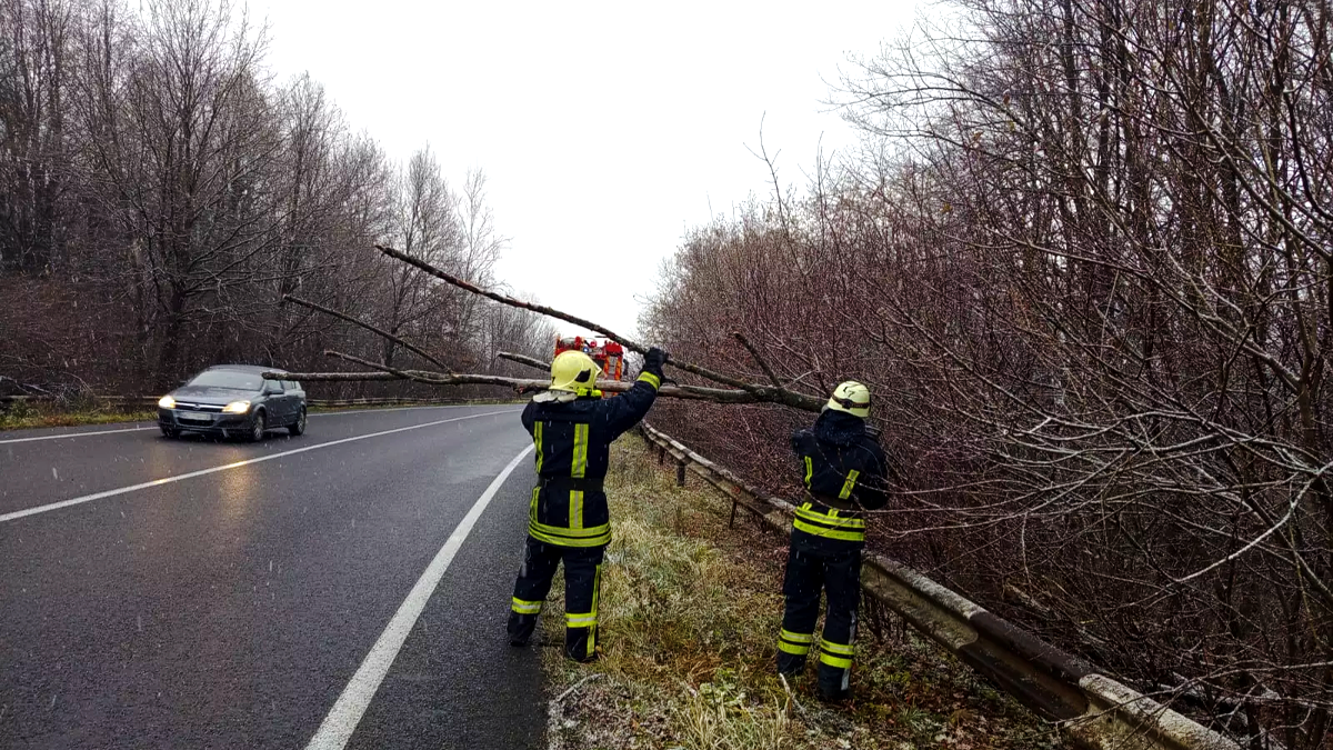 На Коломийщині дерево впало на проїжджу частину