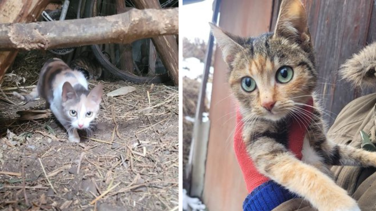 Коломийські чотирилапі шукають нових господарів 5