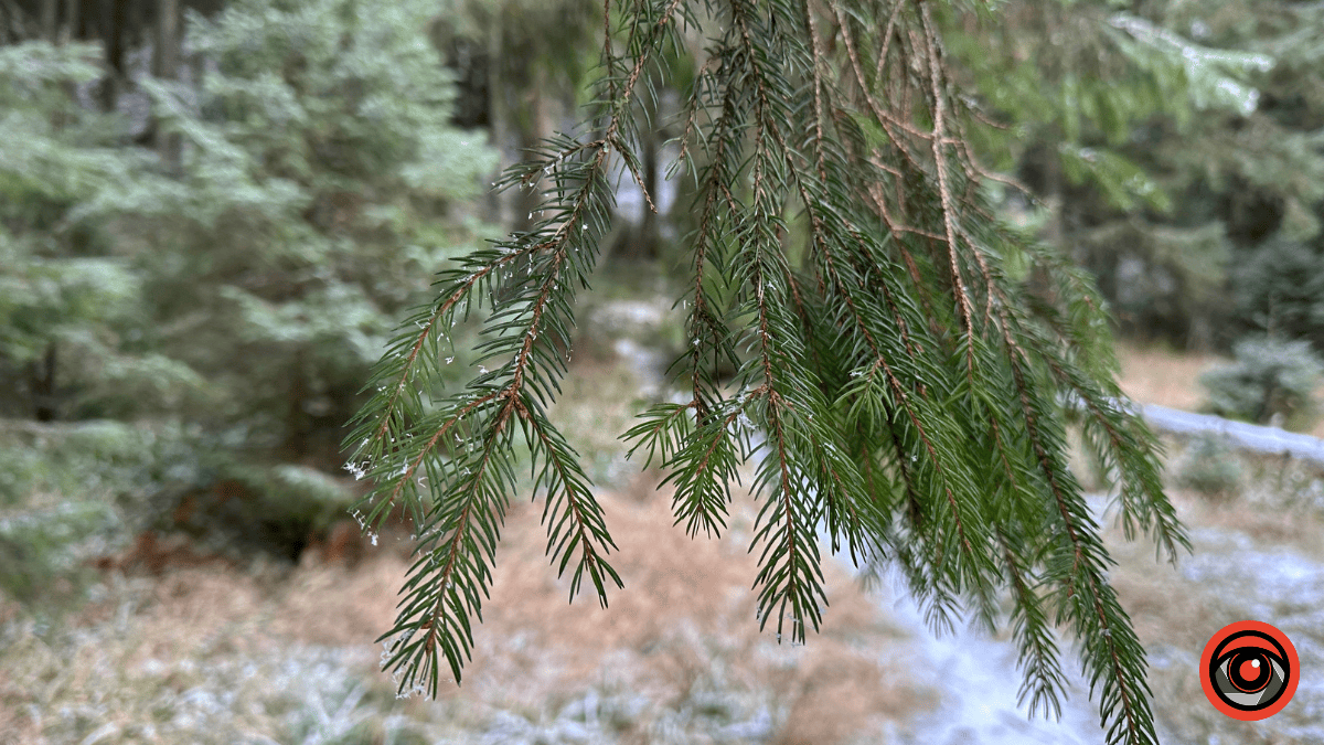 Дика природа вже зимових Ґорґан: фоторепортаж з Карпат 7