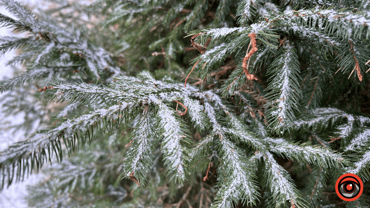 Дика природа вже зимових Ґорґан: фоторепортаж з Карпат 8