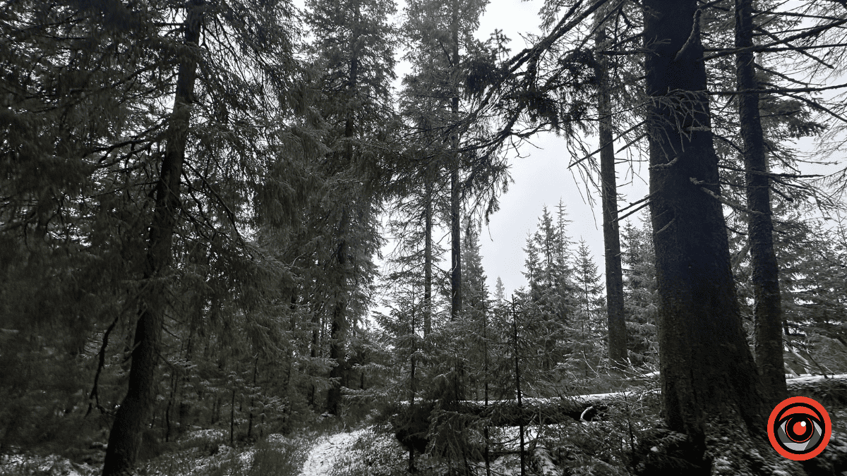 Дика природа вже зимових Ґорґан: фоторепортаж з Карпат 9