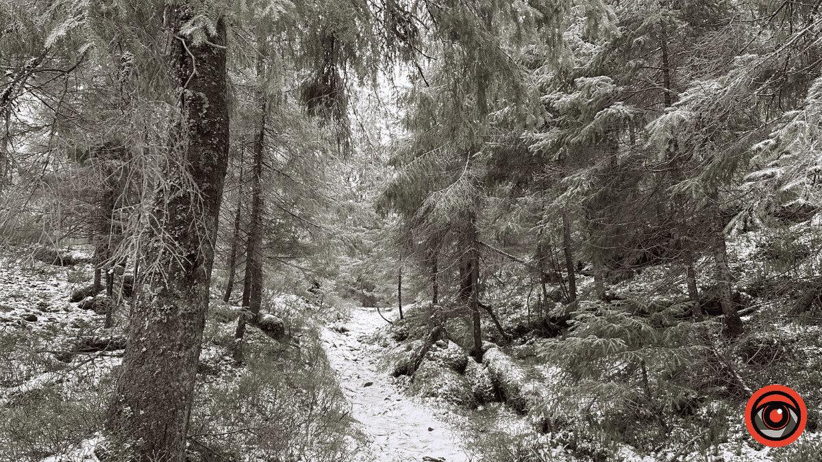 Дика природа вже зимових Ґорґан: фоторепортаж з Карпат 10