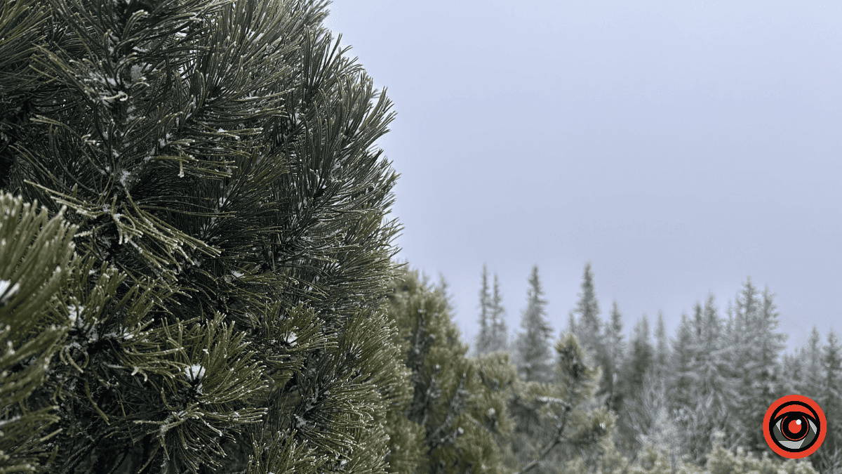 Дика природа вже зимових Ґорґан: фоторепортаж з Карпат 11