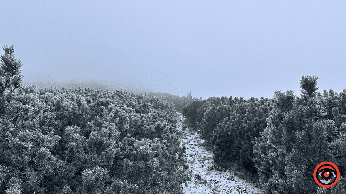 Дика природа вже зимових Ґорґан: фоторепортаж з Карпат 12