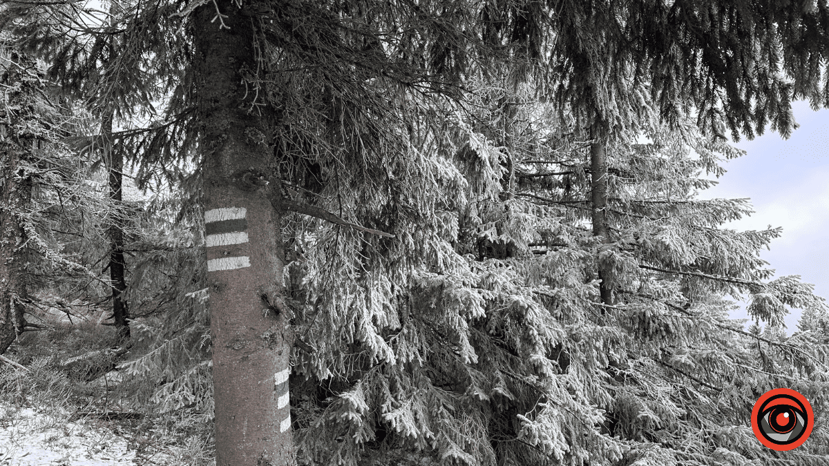 Дика природа вже зимових Ґорґан: фоторепортаж з Карпат 13