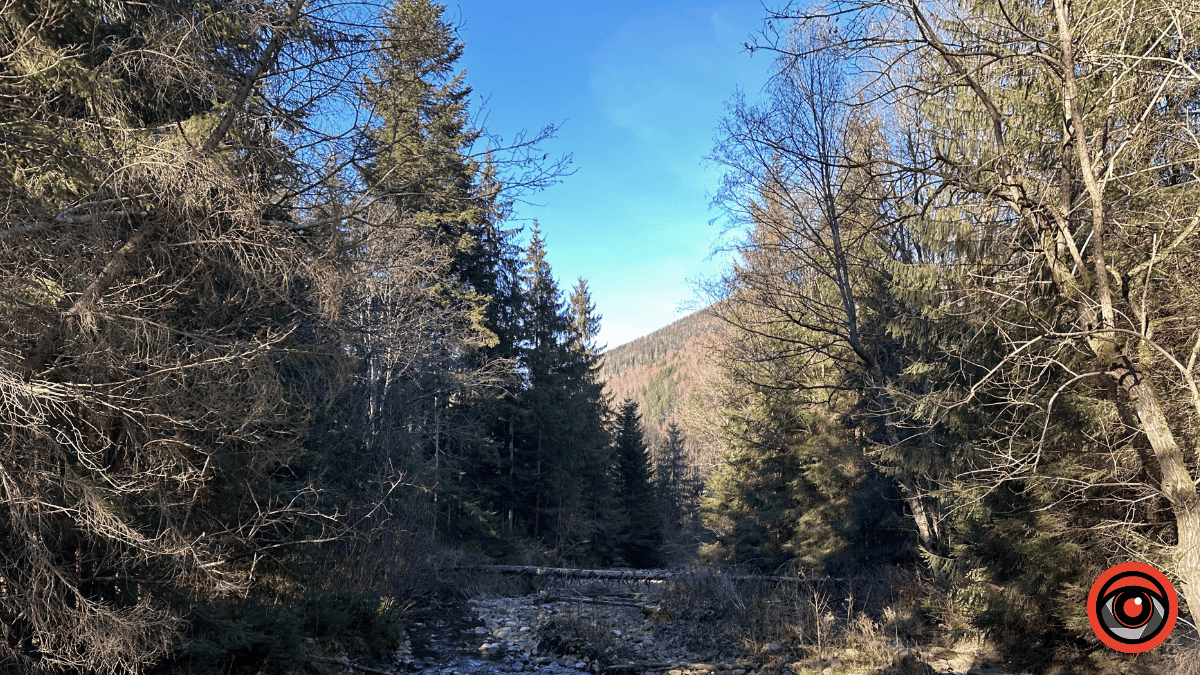 Дика природа вже зимових Ґорґан: фоторепортаж з Карпат 15