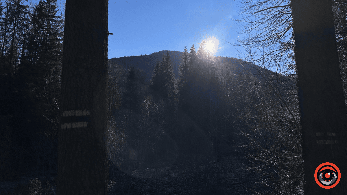 Дика природа вже зимових Ґорґан: фоторепортаж з Карпат 14