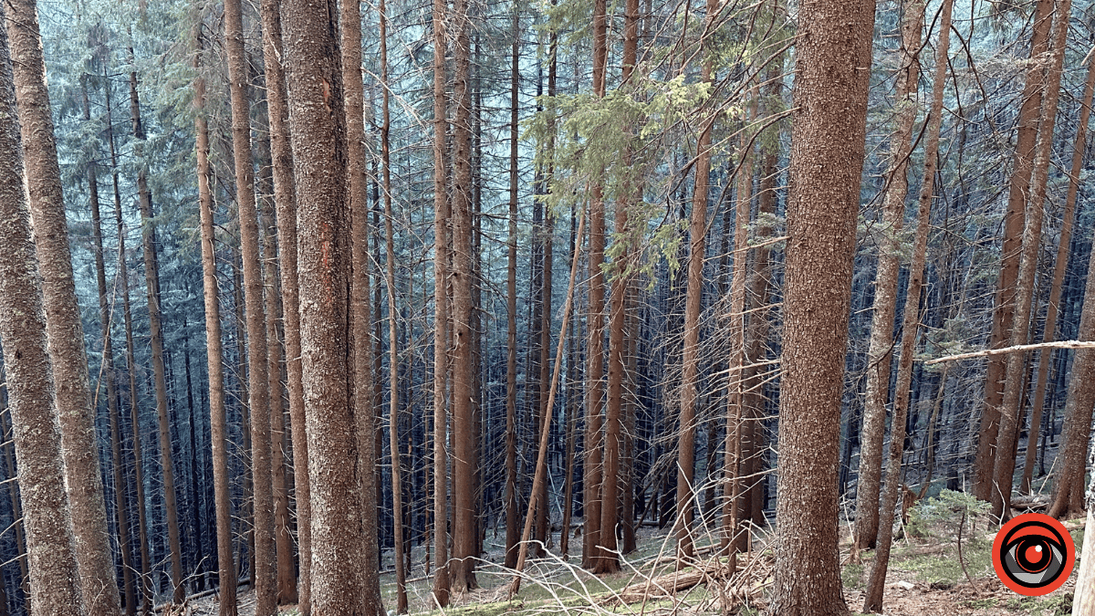 Дика природа вже зимових Ґорґан: фоторепортаж з Карпат 1