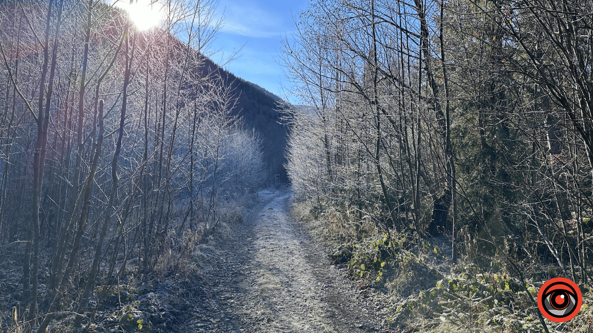 Дика природа вже зимових Ґорґан: фоторепортаж з Карпат 16