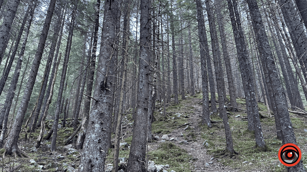 Дика природа вже зимових Ґорґан: фоторепортаж з Карпат 2