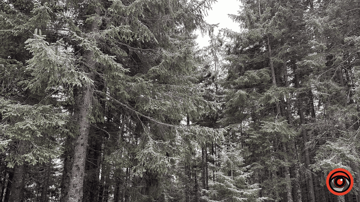 Дика природа вже зимових Ґорґан: фоторепортаж з Карпат 3