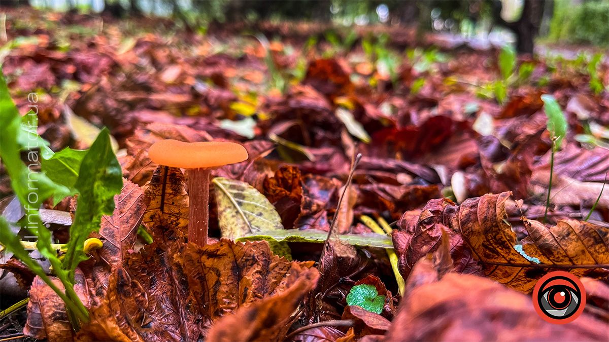 Різна, але така рідна: якою була Коломия у жовтні 2024 10