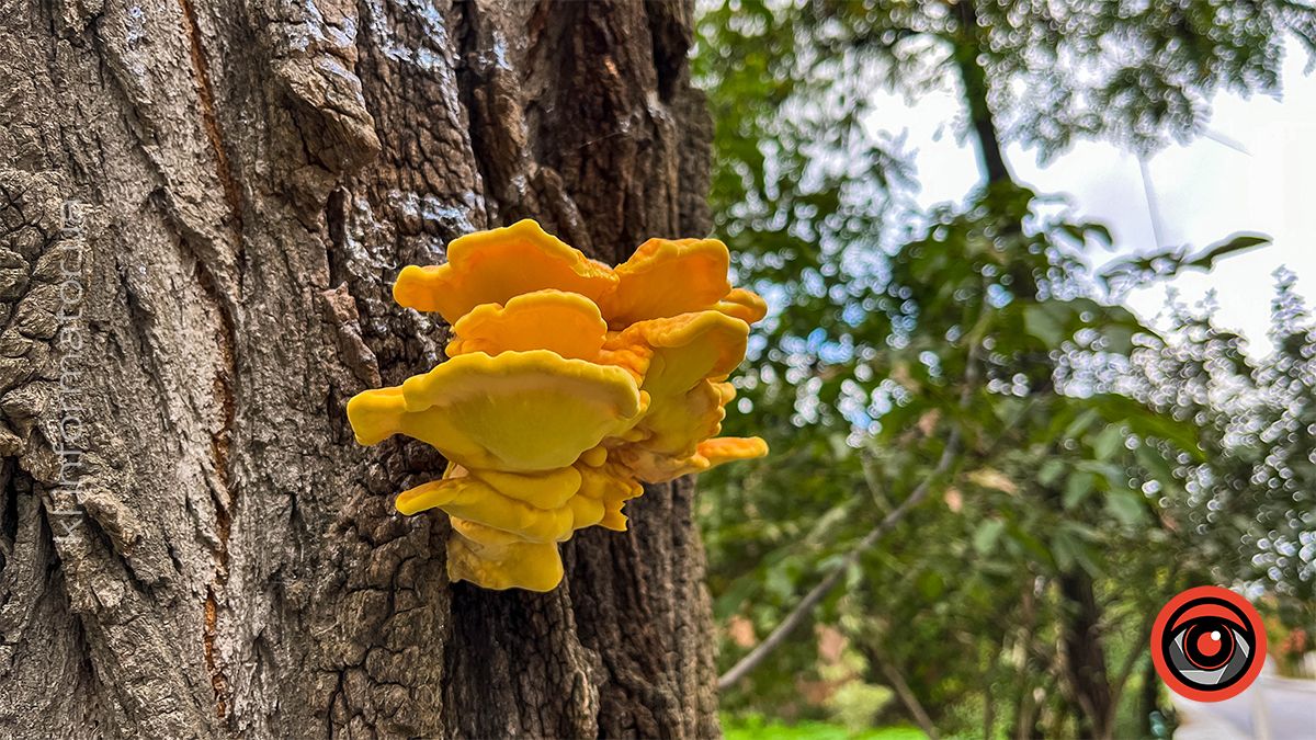 Різна, але така рідна: якою була Коломия у жовтні 2024 11