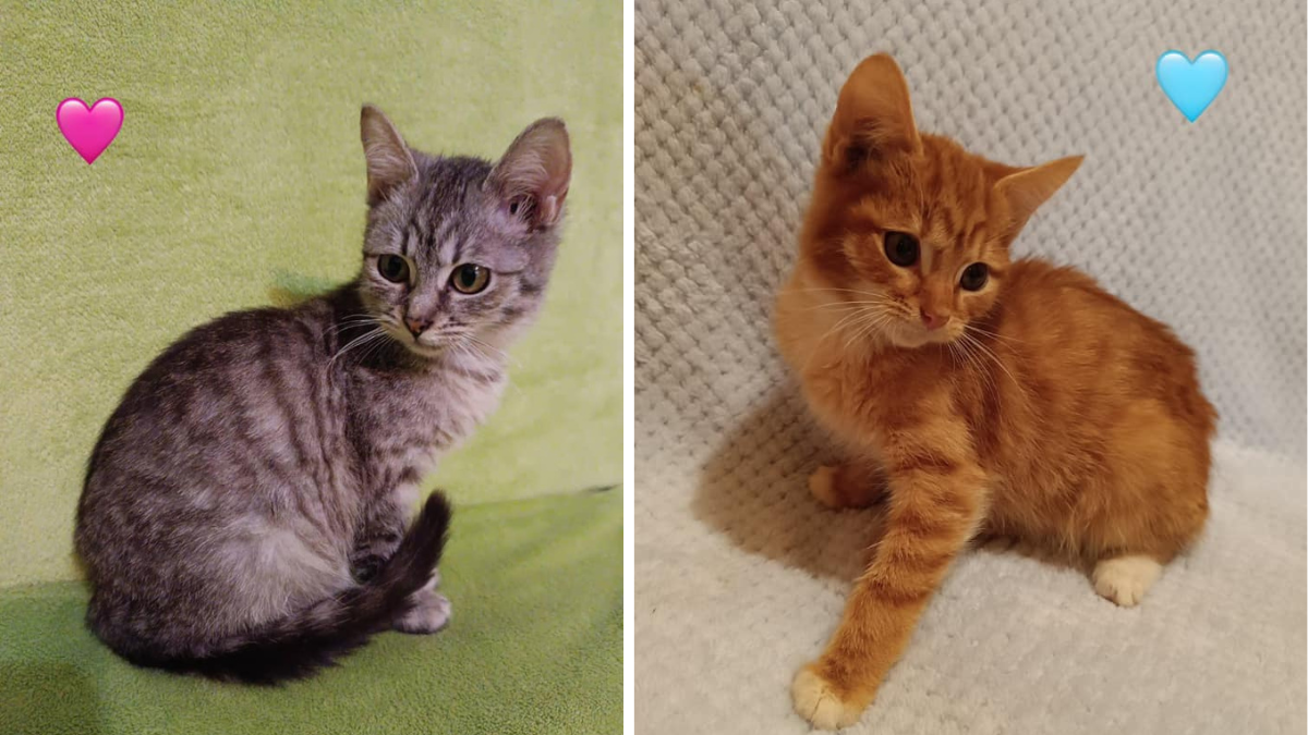 Чотирилапі з Коломиї шукають теплу домівку 2