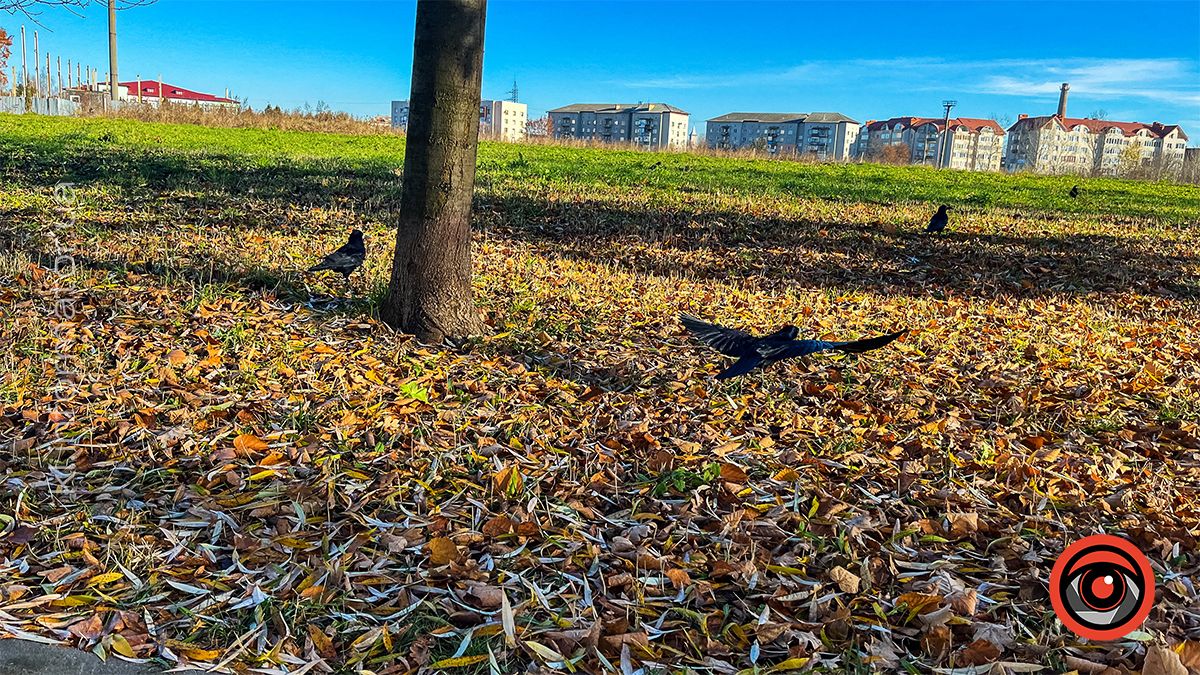 Коломийське озеро ім.Руфа напередодні зими. Фоторепортаж 20