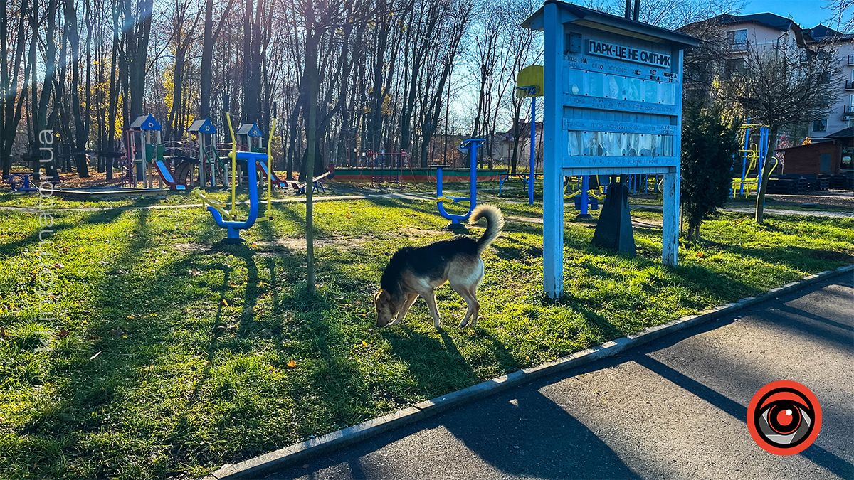 Коломийське озеро ім.Руфа напередодні зими. Фоторепортаж 11